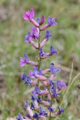 Oxytropis lambertii