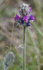 Oxytropis lambertii
