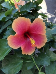 Hibiscus