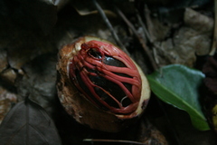 Papuan Nutmeg (Myristica hypargyraea)