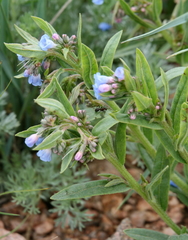 Mertensia lanceolata