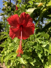 Hibiscus × archeri