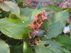 Acalypha wilkesiana