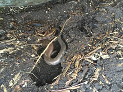 Plestiodon tetragrammus