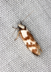 Palimmeces variegata
