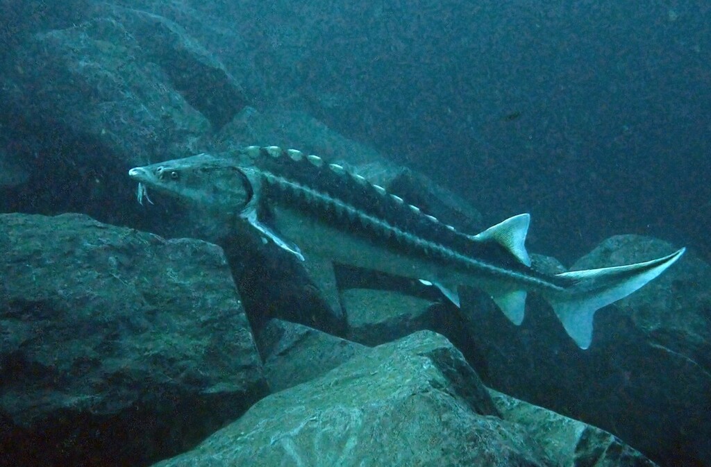 Russian sturgeon (Acipenser gueldenstaedtii) — Acipenseridae