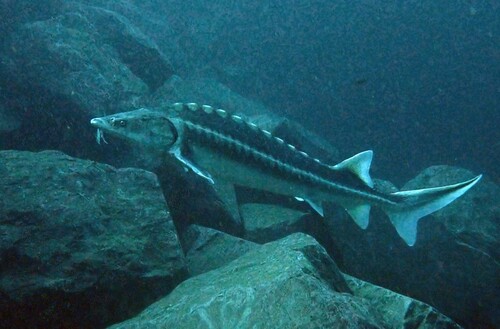 Russian sturgeon (Acipenser gueldenstaedtii) — Acipenseridae