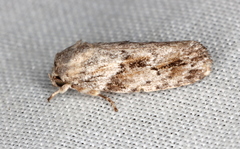 Agriophara confertella