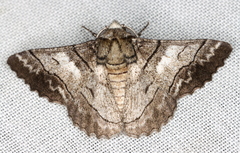 Hypobapta diffundens