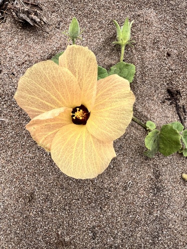 sea hibiscus