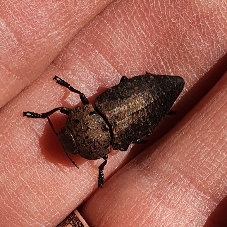 Capnodis tenebricosa