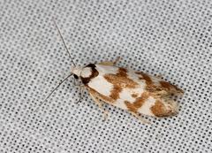 Palimmeces variegata