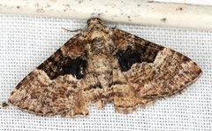 Aporoctena scierodes