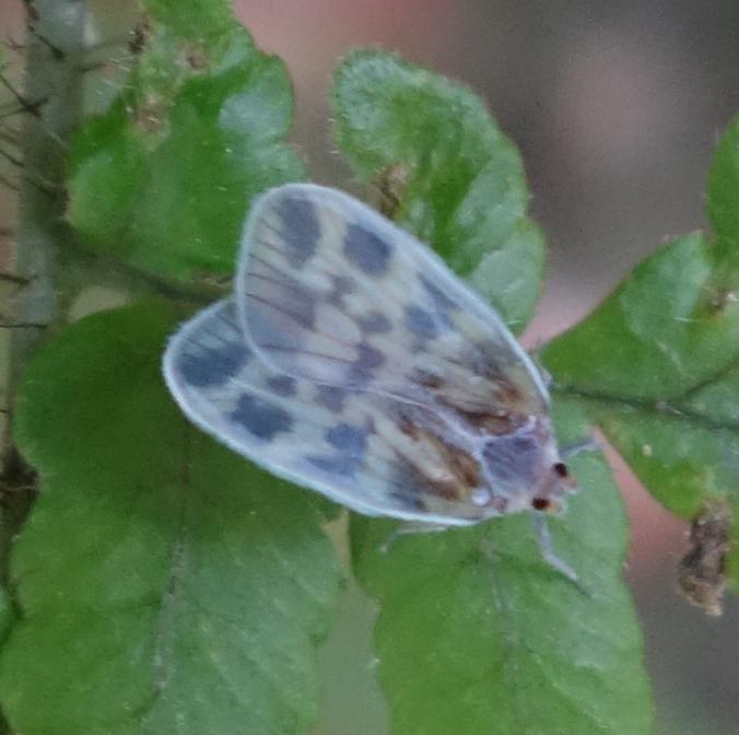 Borysthenid Planthoppers