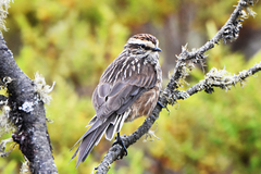 Leptasthenura andicola