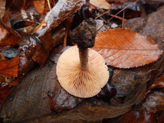 Lactarius rimosellus