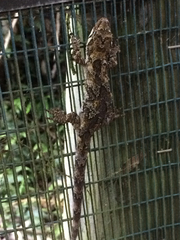 Mokopirirakau granulatus