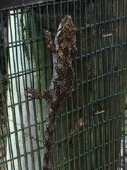 Mokopirirakau granulatus