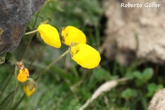Calceolaria filicaulis