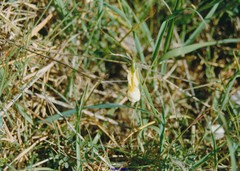 Narcissus triandrus pallidulus