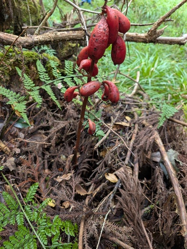 Akebian-fruit orchid (Cyrtosia septentrionalis)