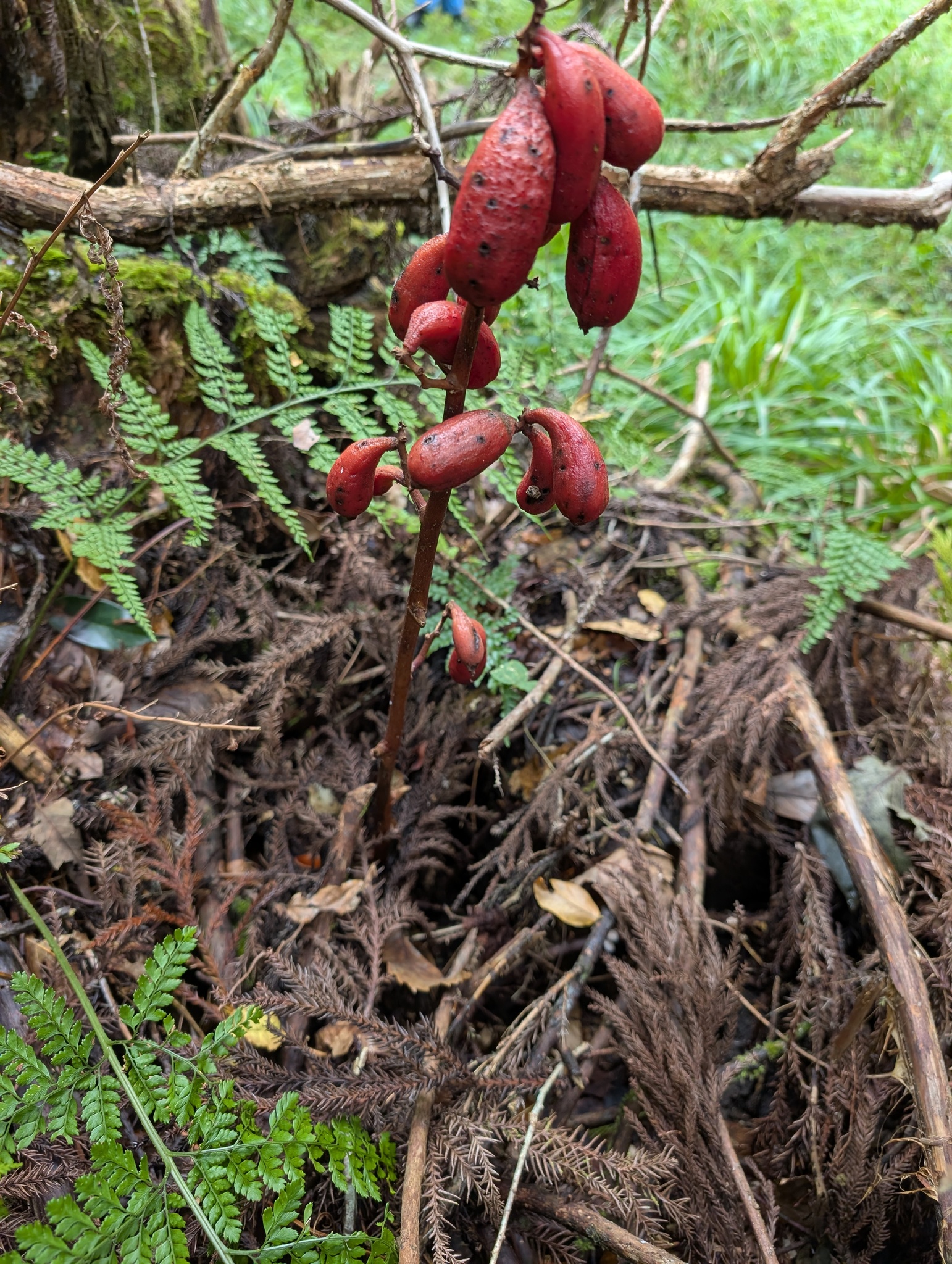 Akebian-Fruit Orchid (Cyrtosia septentrionalis)