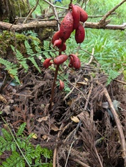 Akebian-fruit Orchid (Cyrtosia septentrionalis)