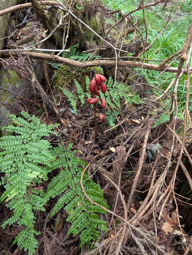 Cyrtosia septentrionalis, photograph 5