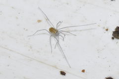 Mitostoma chrysomelas