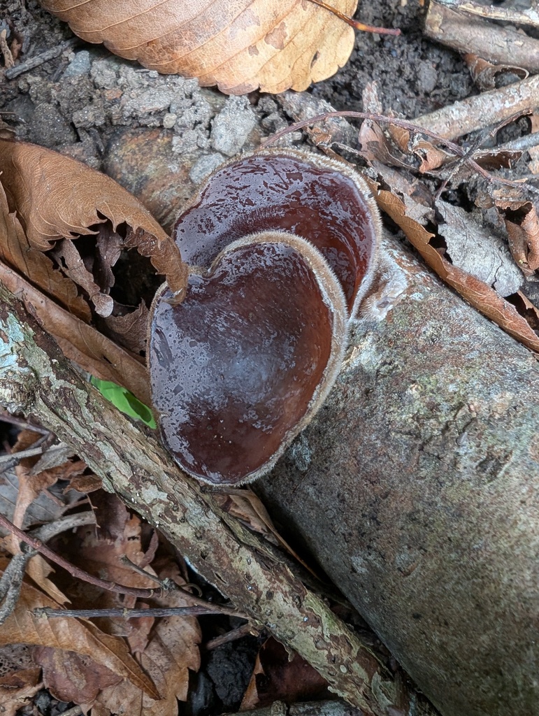 Auricularia polytricha · October 2025 · photo: © atsushi_nakajima_cirque (iNaturalist, cc-by)