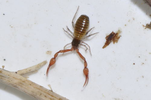 Neobisium simoni · iNaturalist