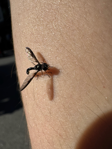 Unknown species found near Manheim, PA, US
