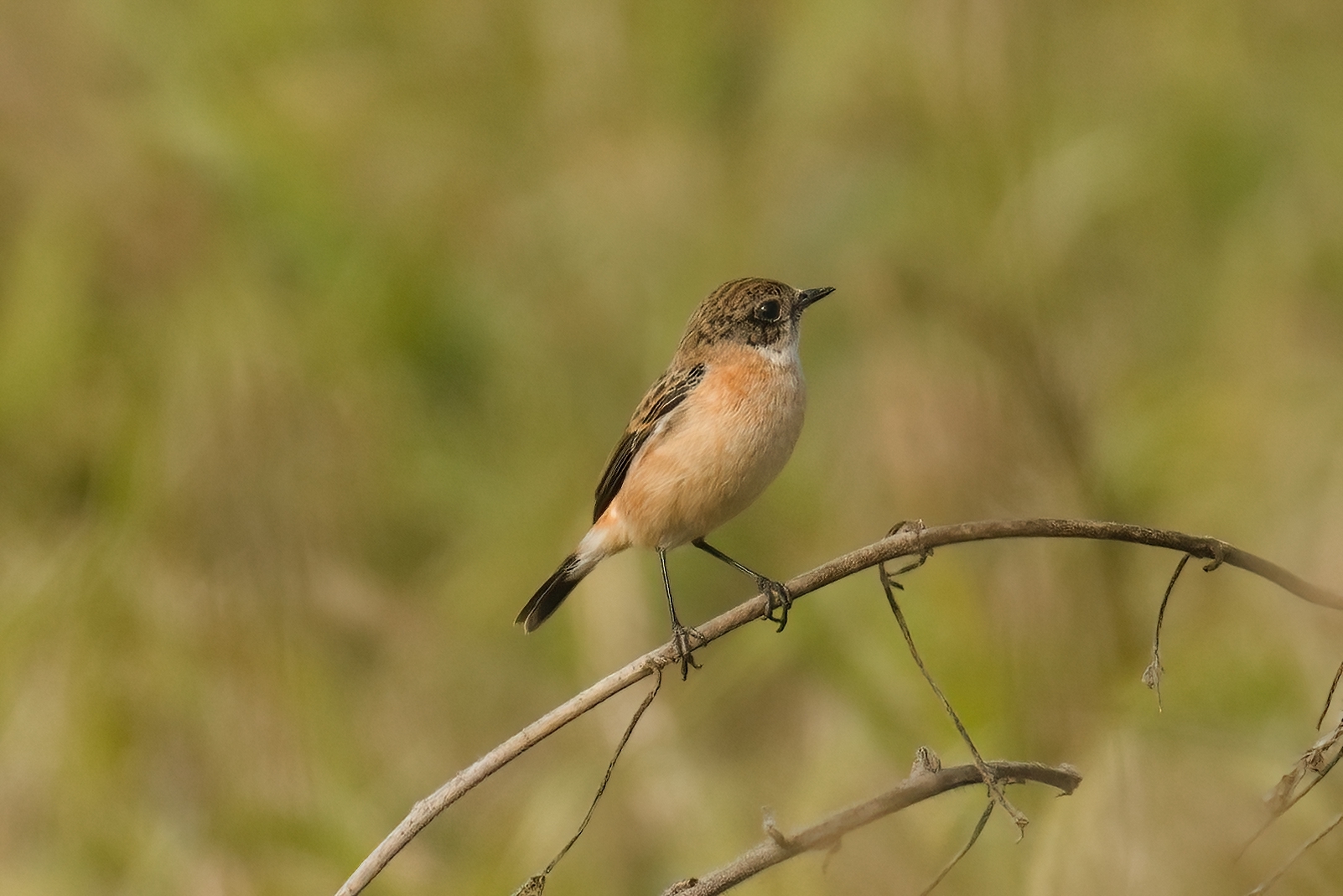 Siberian Stonechat