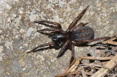 Coelotes atropos