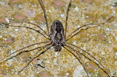 Platybunus pinetorum