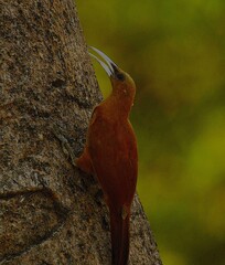 Great Rufous Woodcreeper photo 2