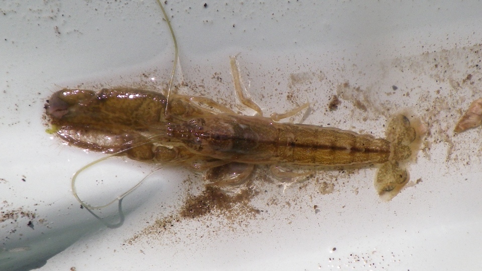 teppo snapping shrimp