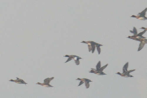 Eurasian Wigeon