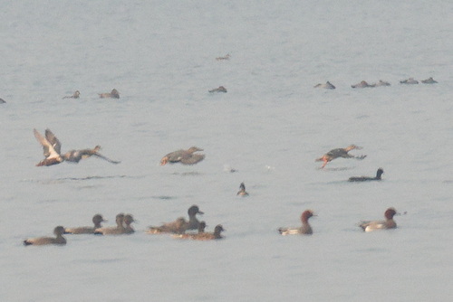 Gadwall