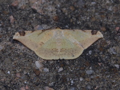 Luxiaria phyllosaria