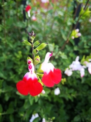 Salvia microphylla microphylla