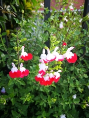 Salvia microphylla microphylla