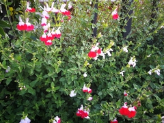 Salvia microphylla microphylla