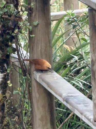 Rufous Wren (Cinnycerthia unirufa), photo 2