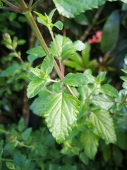 Salvia microphylla microphylla