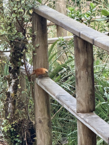 Rufous Wren (Cinnycerthia unirufa), photo 4