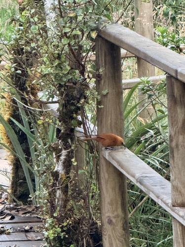 Rufous Wren (Cinnycerthia unirufa), photo 7