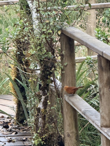 Rufous Wren (Cinnycerthia unirufa), photo 8