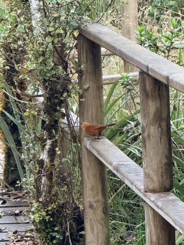 Rufous Wren (Cinnycerthia unirufa), photo 9