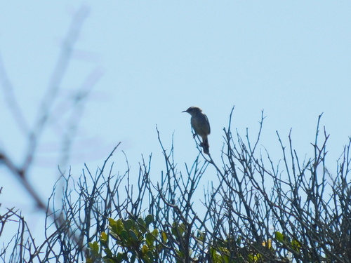 Grey-backed Cisticola (Cisticola subruficapilla), photo 9